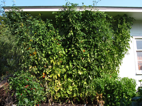 Nine Foot Tomato Plants