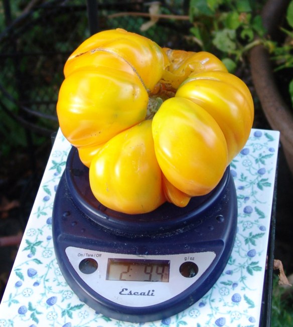 Big Rainbow on a Scale