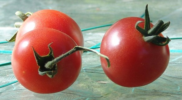Sweet Treats Cherry Tomato