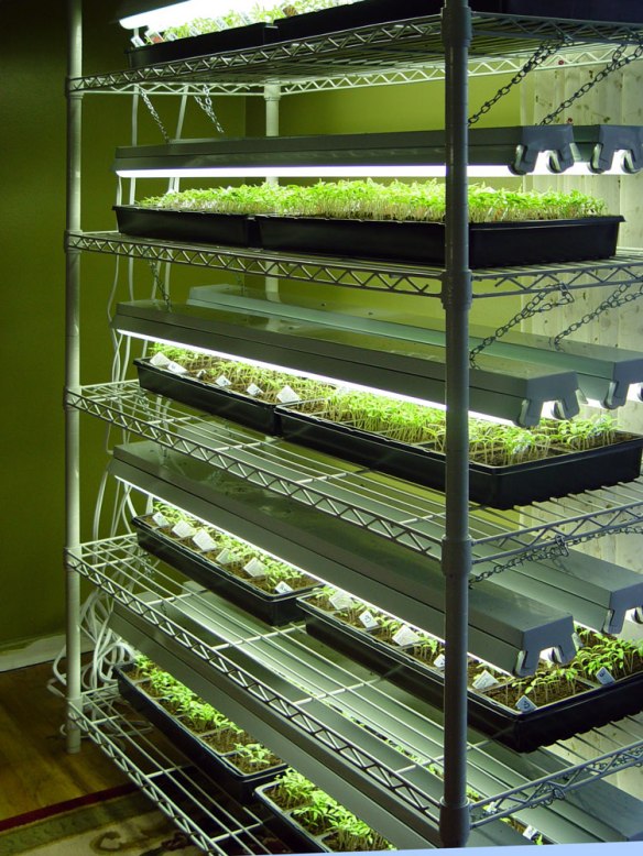 Starting Seeds Under Lights in the House