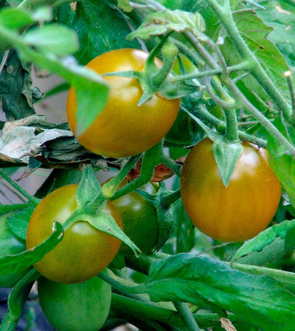 Green Grape Tomato