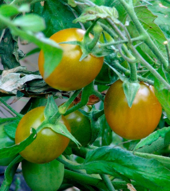 Green Grape Tomato