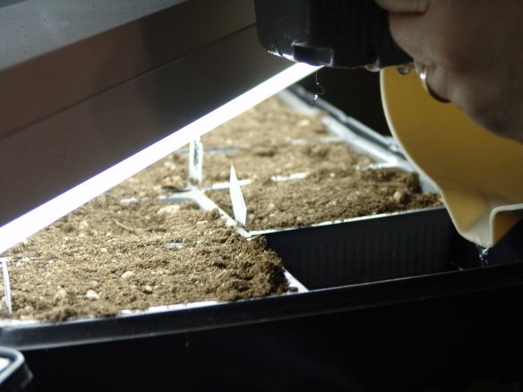 Watering Tomato and Pepper Plants