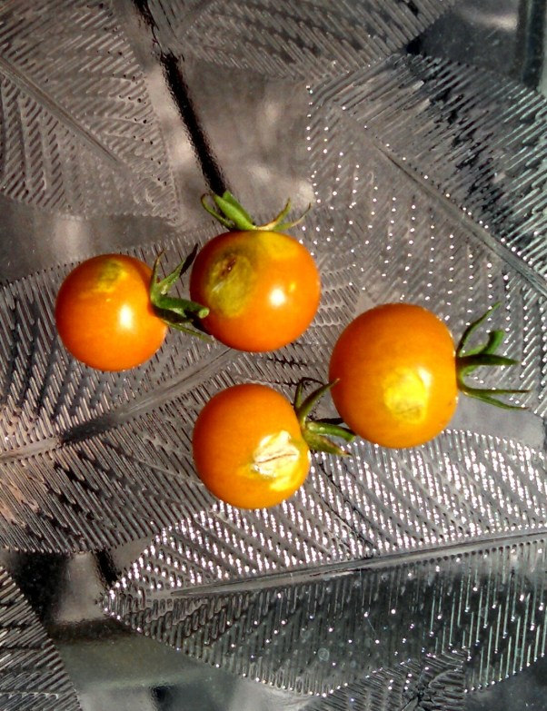 cherry tomatoes with sunburn