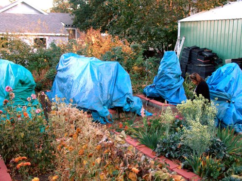 tomatoes-with-tarp