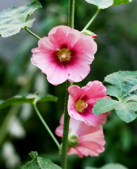 BLOG-Pink-Hollyhocks1