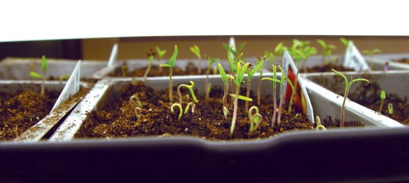 tomato_seedlings_3