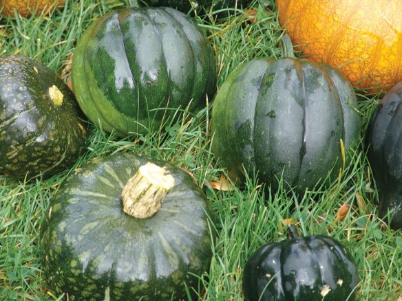 pumpkins-and-squash-2016---3.jpg