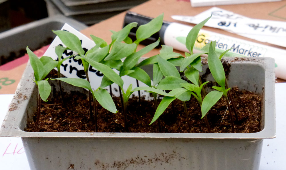 emerald-fire-jalapeno