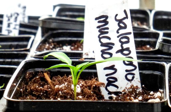 mucho-nacho-jalapeno2