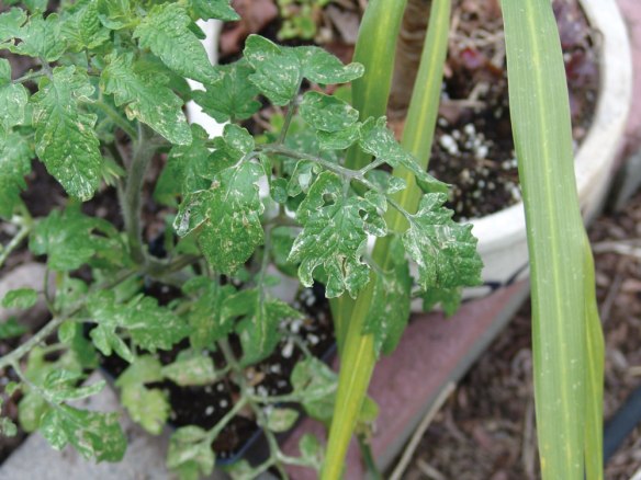 tomato-damage-hail-sun-close2