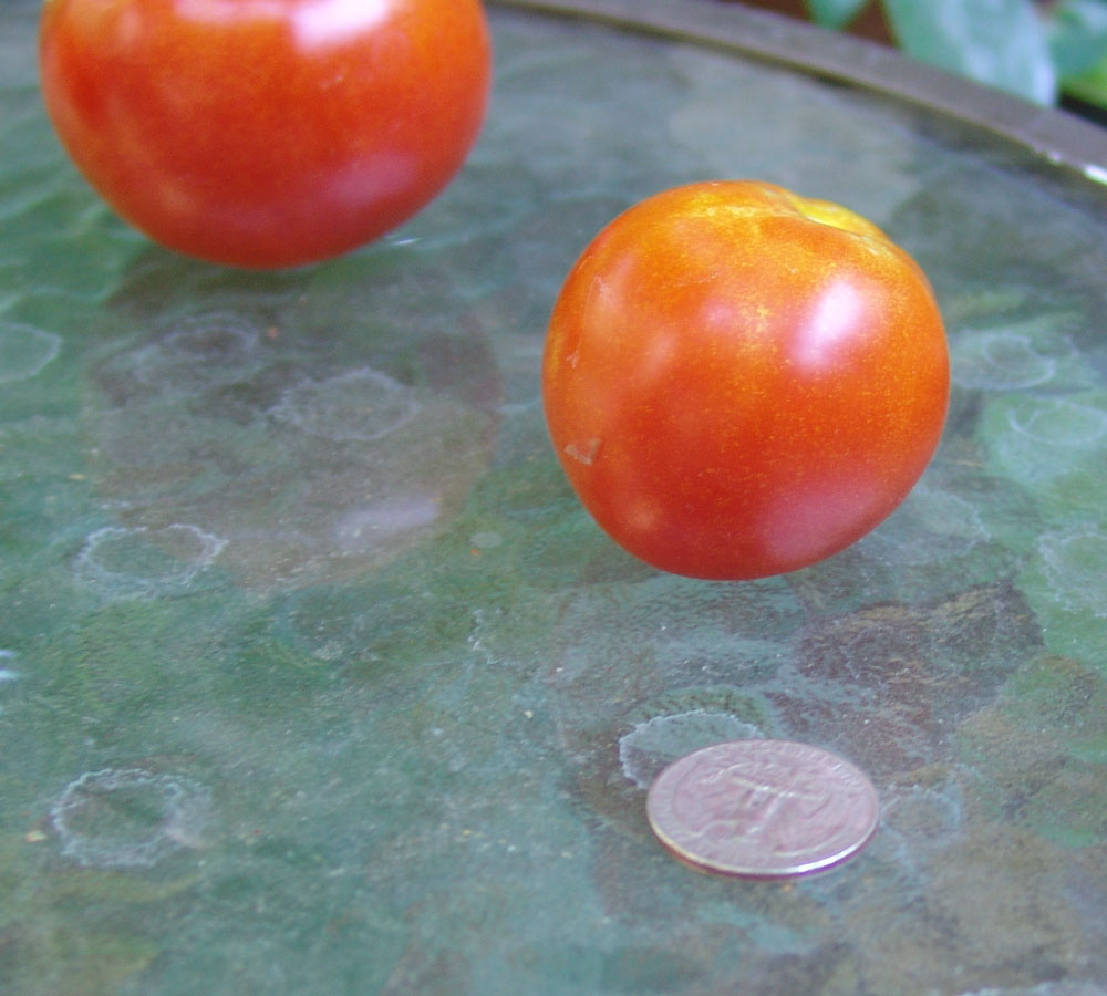 krainiy-sever-2.6-oz-1