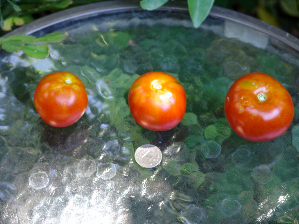 krainiy-sever-quarter-3-tomatoes