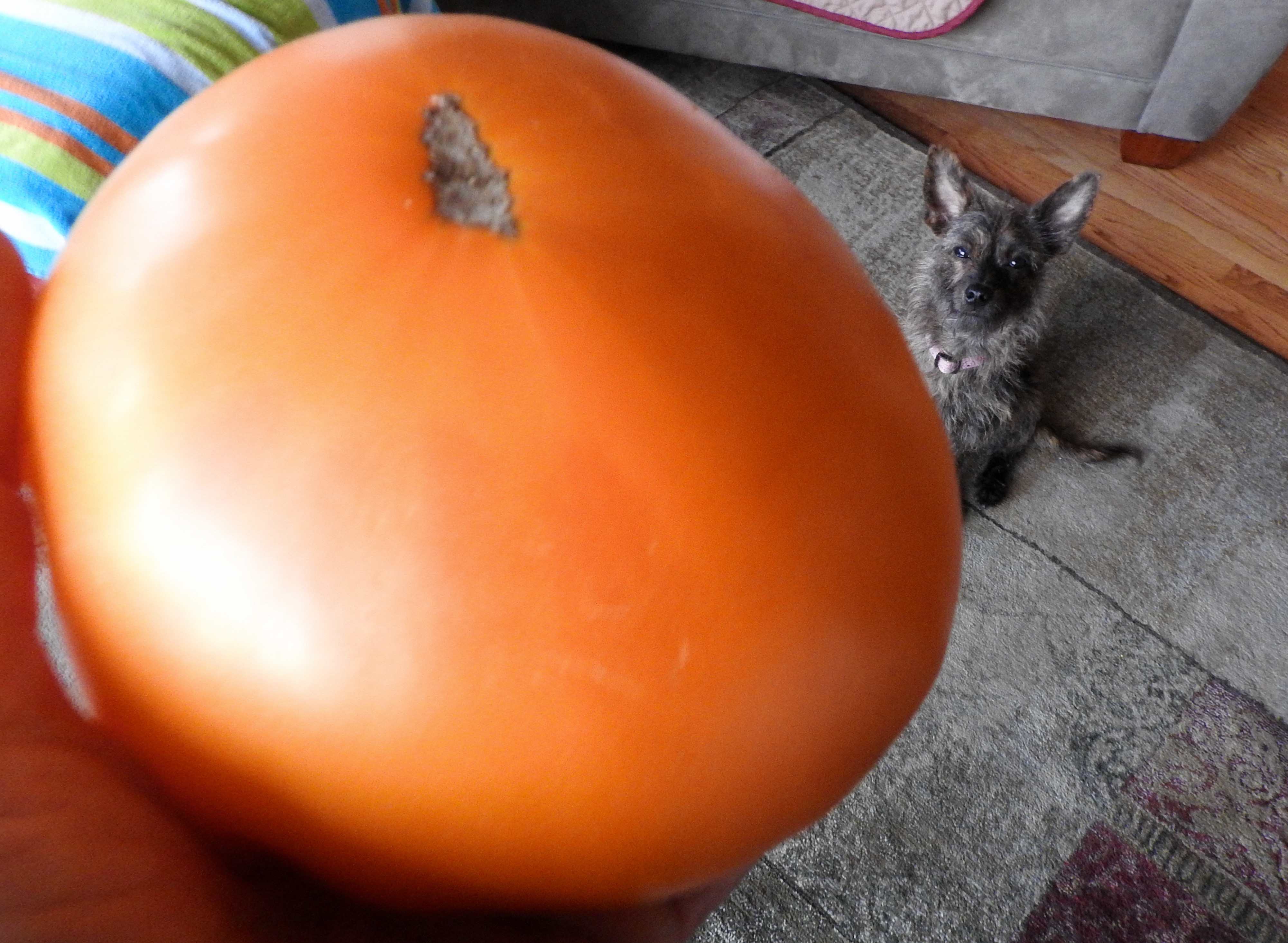 Kellogg Breakfast &amp; Scout