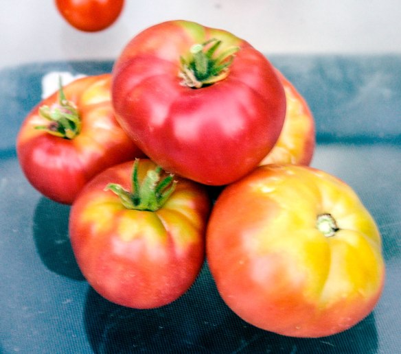 pink-passion-73017---6