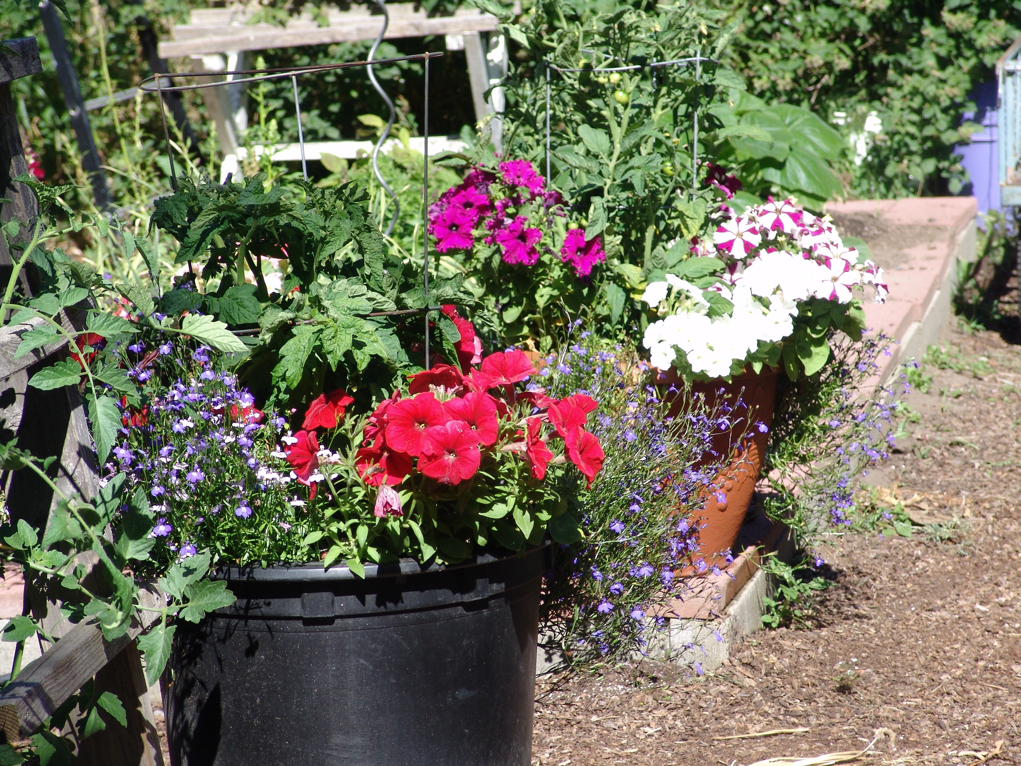 adelaide festival 7 6 17