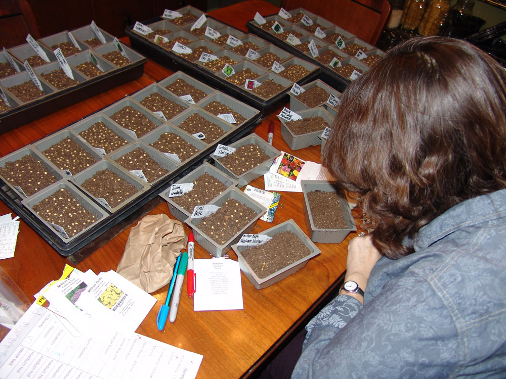 planting-peppers-2-2018