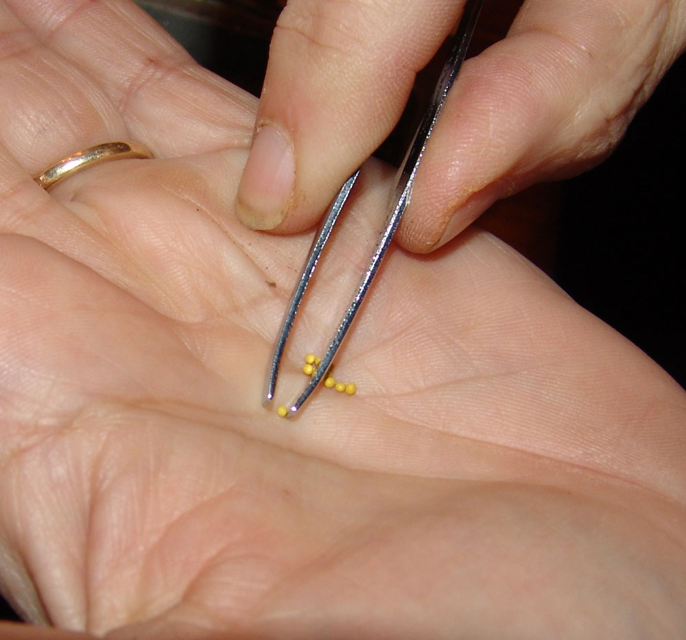 planting-petunias-3-2018