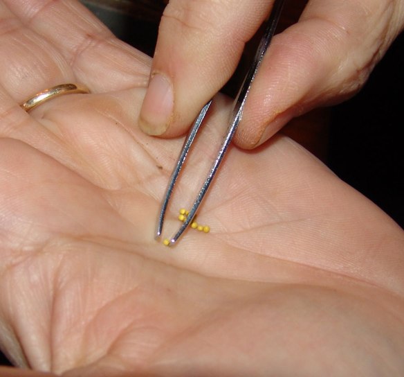planting-petunias-3-2018