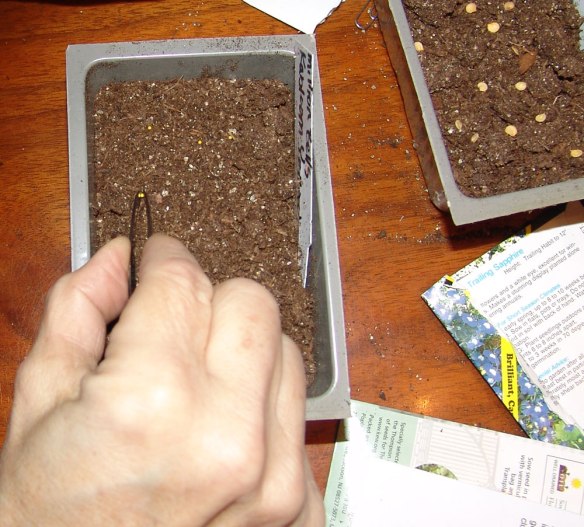 planting-petunias-4-2018