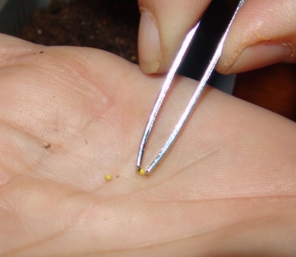 planting-petunias-5-2018