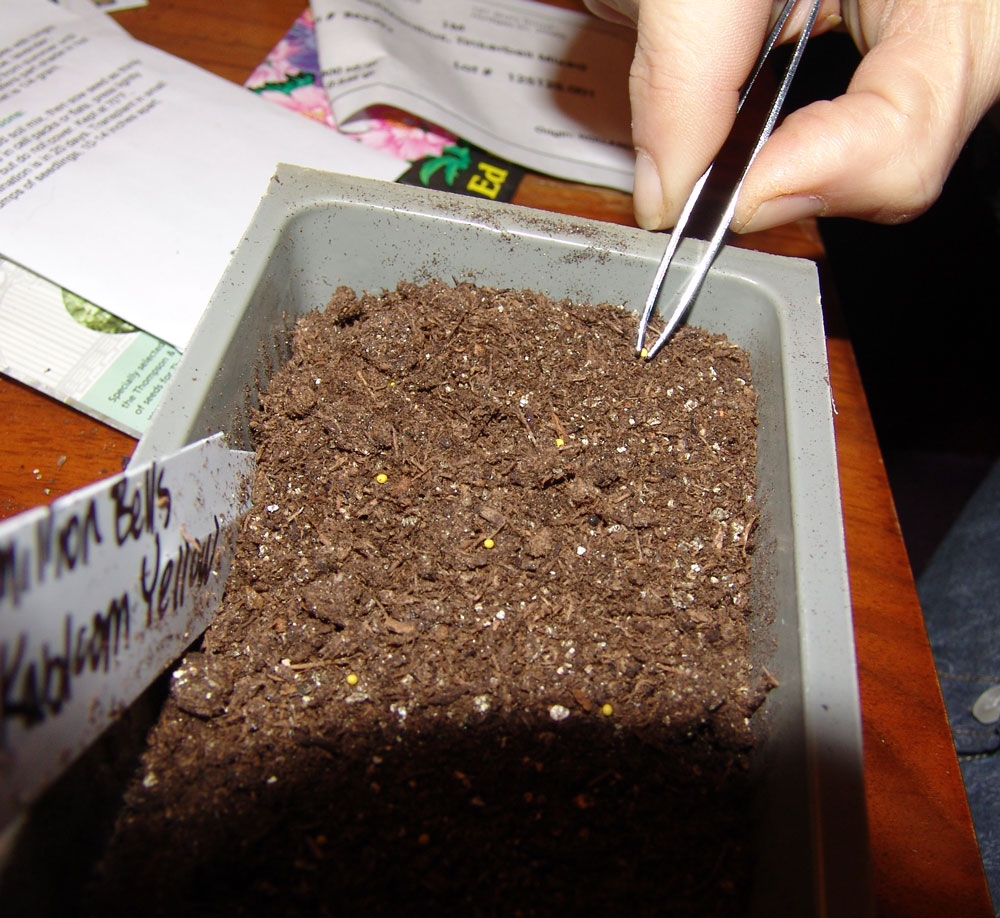planting-petunias-6-2018