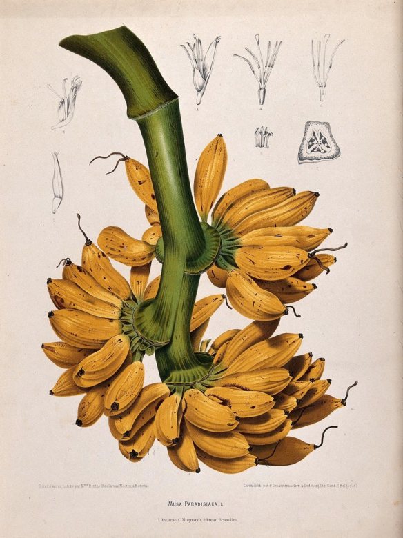 For decades, the Gros Michel banana was the standard in the United States and across the world. 