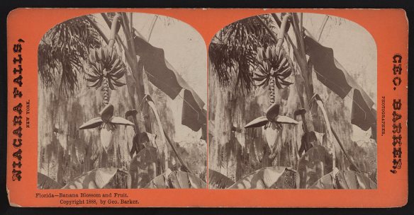 Photographs of banana blossoms and fruit growing in Florida in 1888.