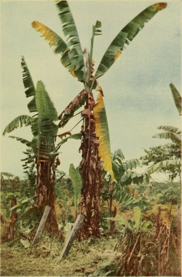 A 1918 photograph shows Gros Michel plants struck by Panama disease.