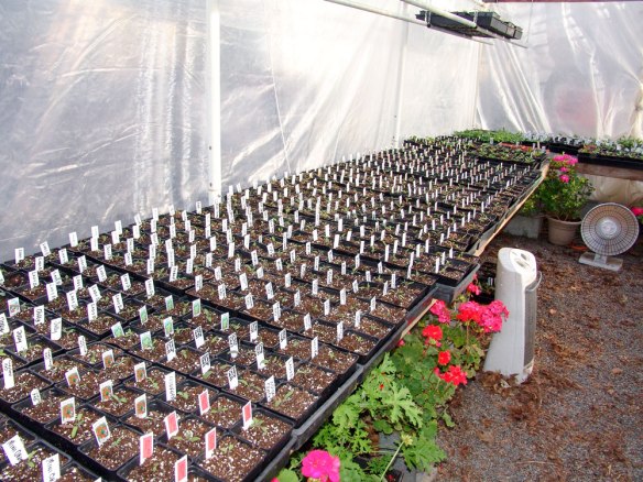 plant-babies-2-32418---25