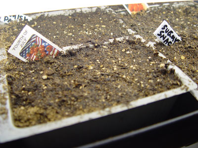 germination_1.jpg