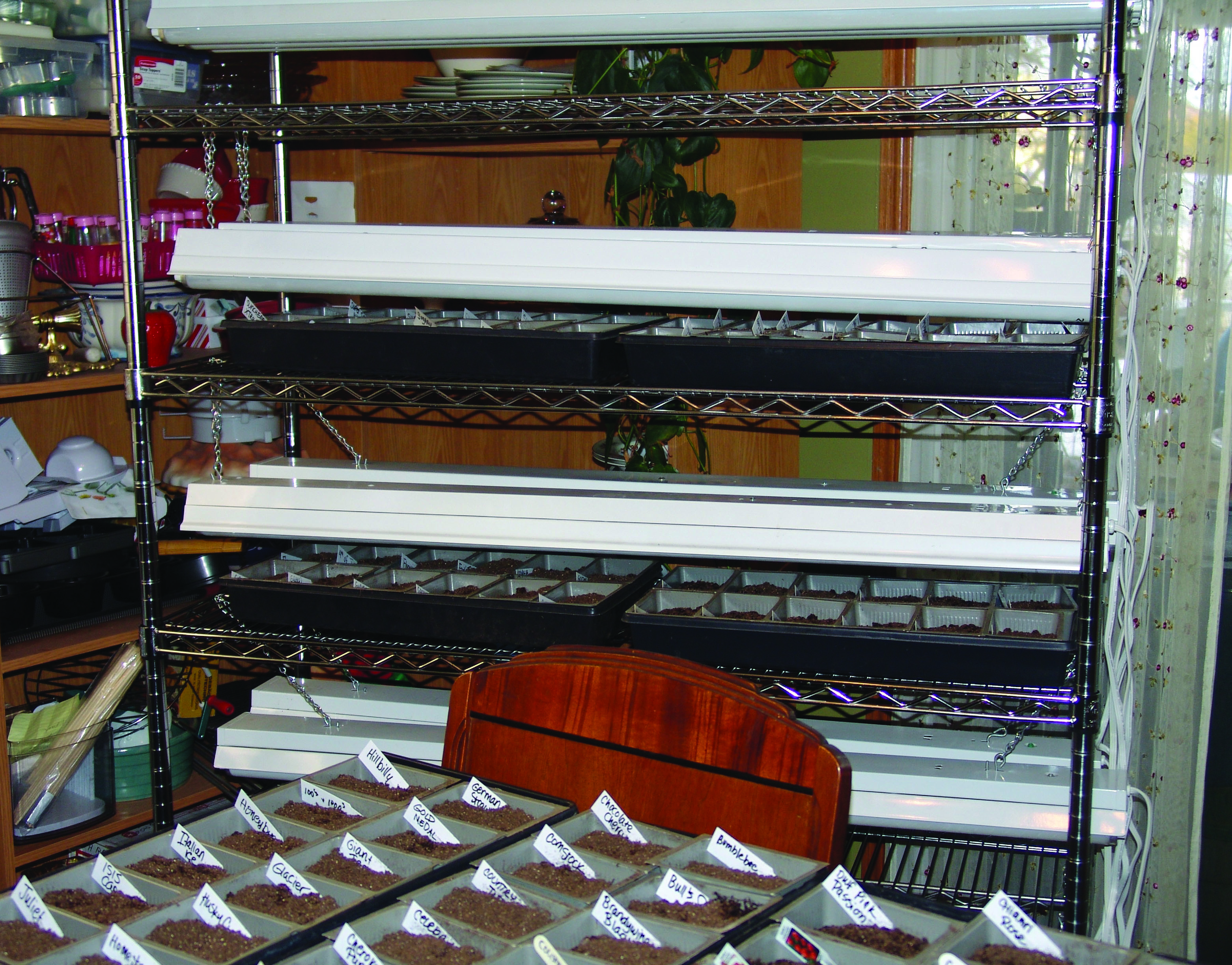 tomato seeds racks.jpg