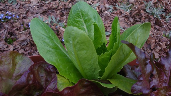 lettuce 2