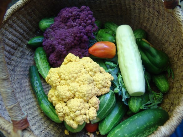 cualiflower cucumbers 8119 - 3