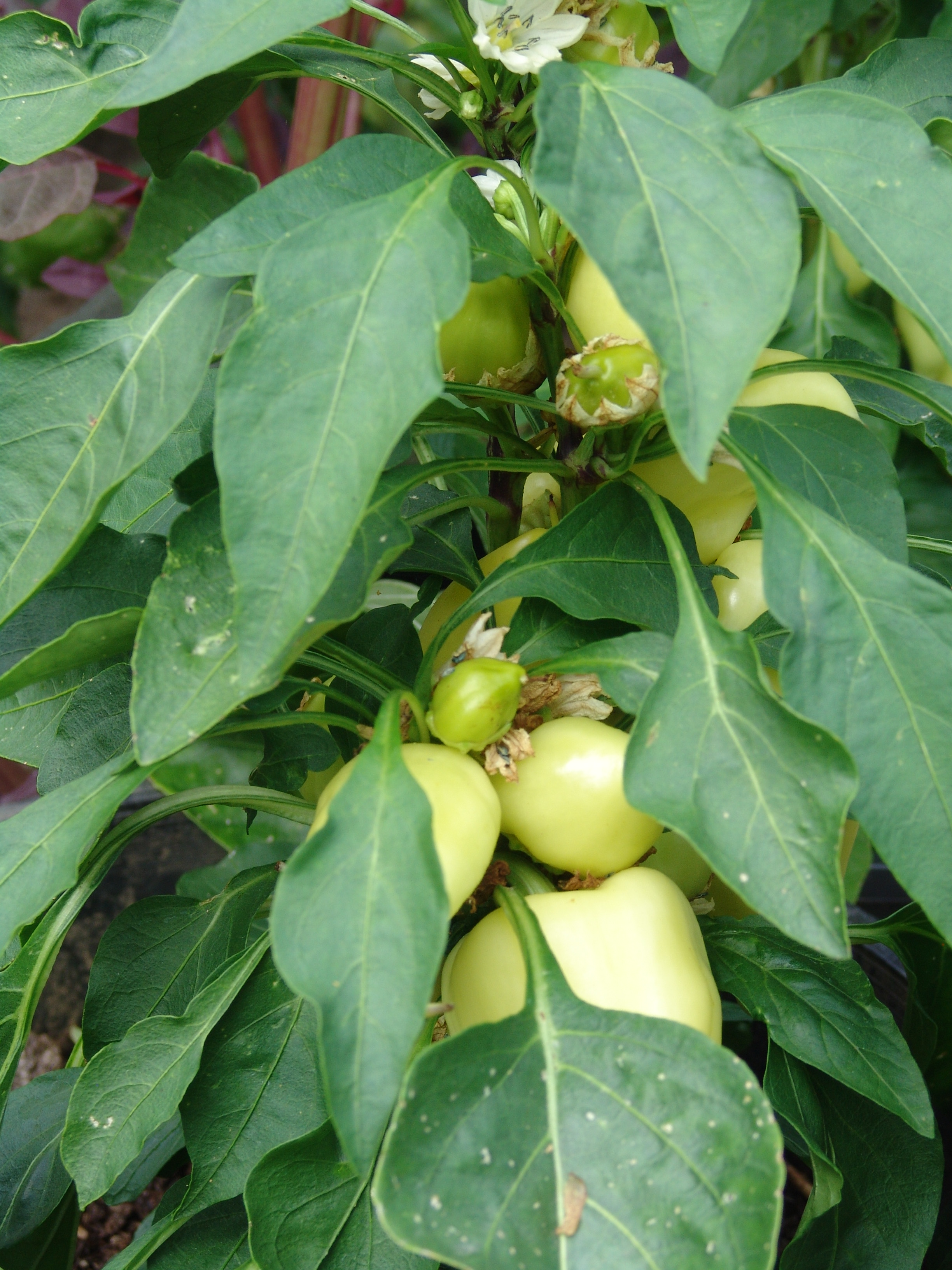 flowers, garden - 63