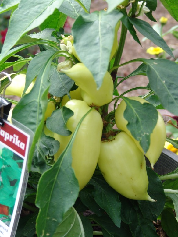 flowers, garden - 65