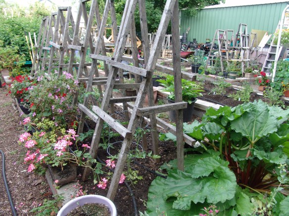 pictures june 8 2019 - 34