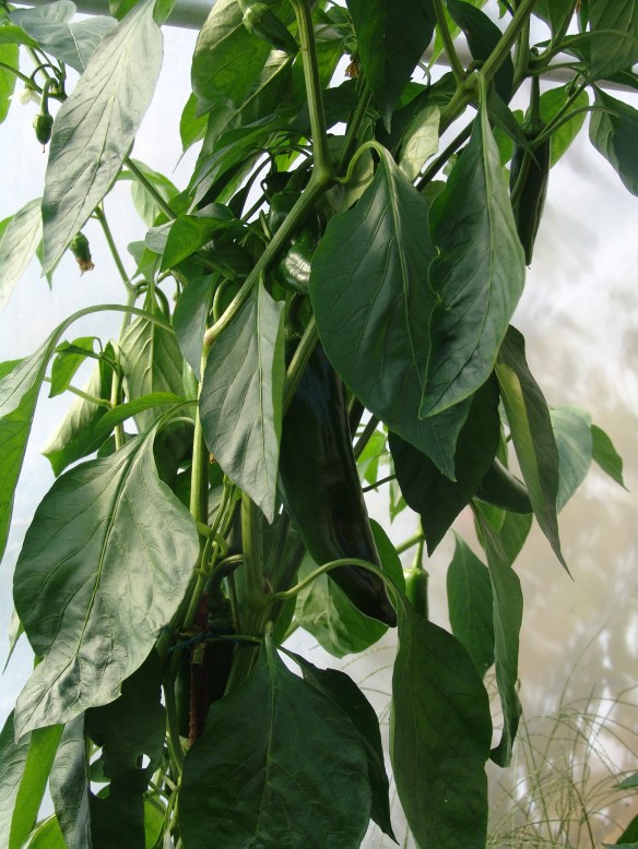 corno yellow late dec