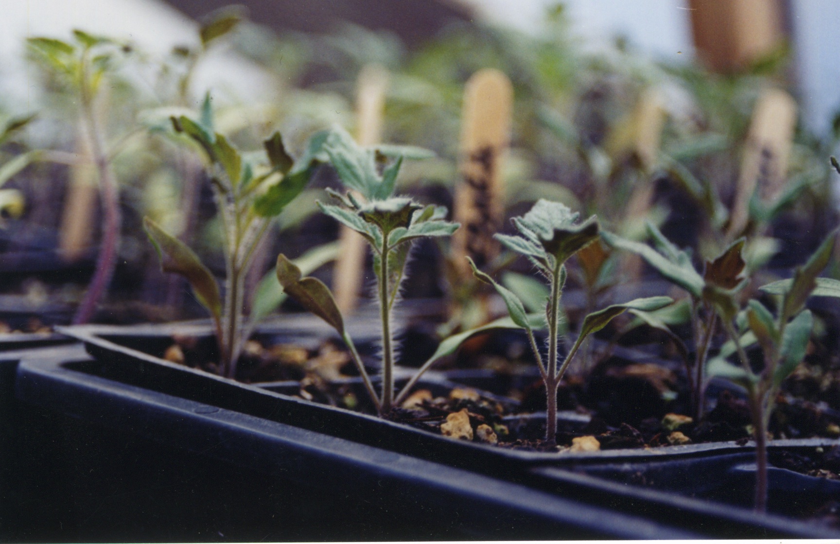 tomato seedlings