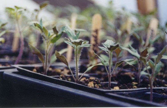 tomato seedlings