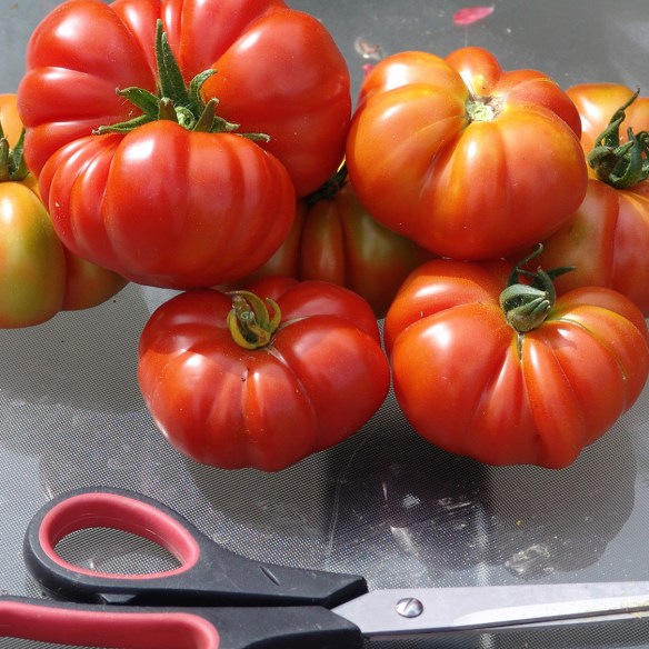 fiorintino with scissors tag.jpg