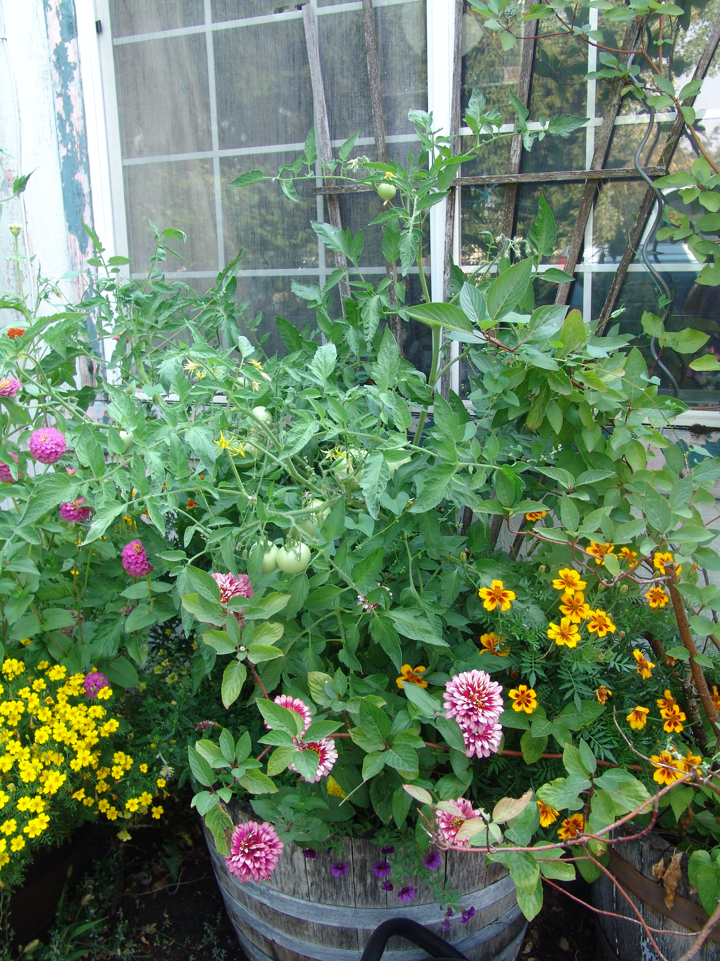 garden front big pots