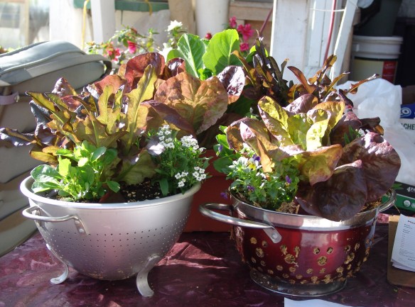 salad bowl pictures - 2