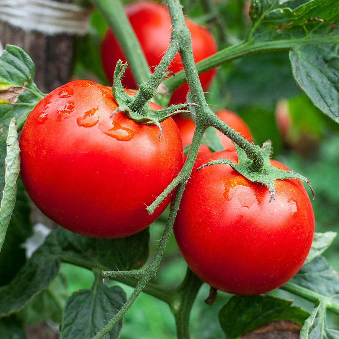 Want a bumper crop of tomatoes? Listen to this guy