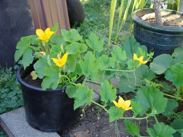 spaghetti squash 73118 - 1