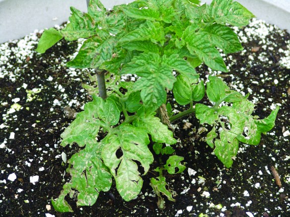 tomato damage hail sun