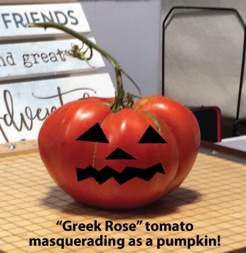 Tomato Identifying as a Pumpkin! From The Tomato Lady's Garden to